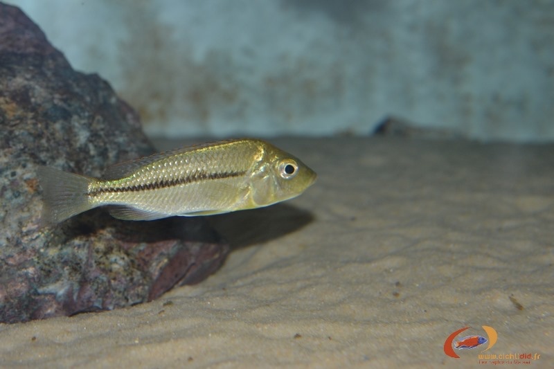 Protomelas labridens 'Chiofu'